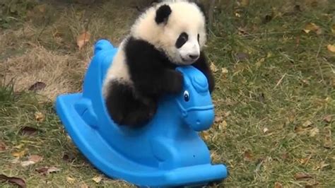 panda spielt